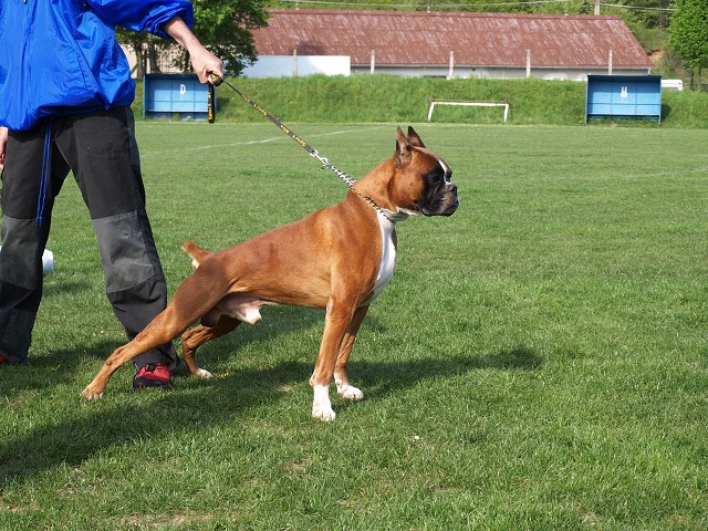 www.atibox.net * www.euroboxer.eu * www.boxergenealogia.eu